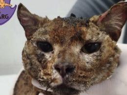 Rescuers found one severely injured cat outside the building destroyed by Russian attack on Kyiv on 7 May.